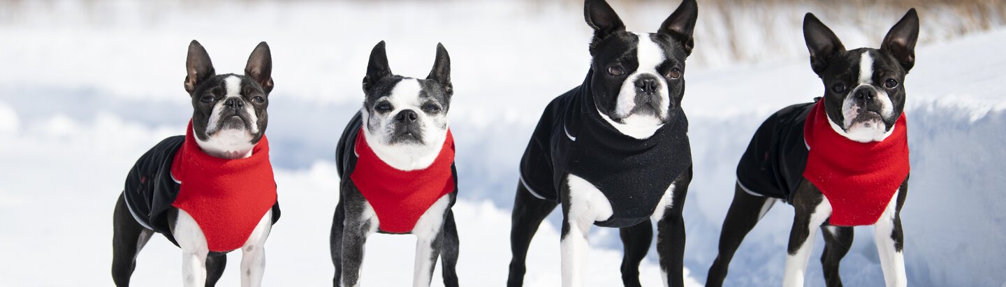 4 Hunde im Schnee Chilly Dogs Mäntel