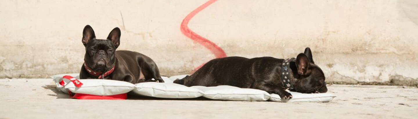 Zwei Hunde liegen auf einer Decke