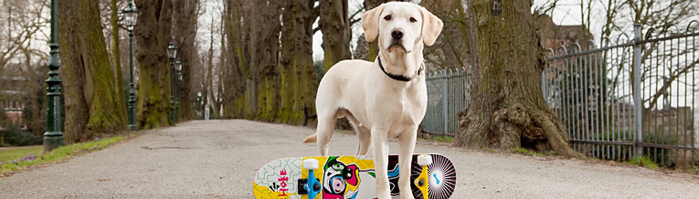 Hund mit Skateboard