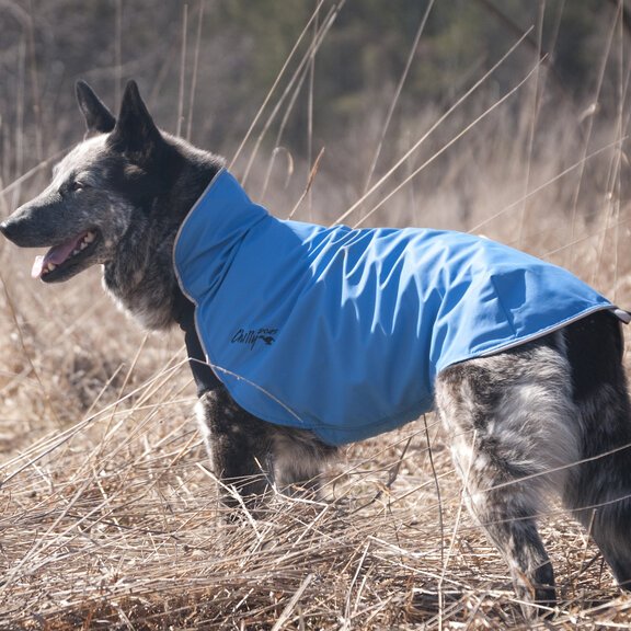 Hund mit blauer Jacke