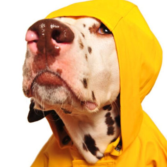 Cooler Hund mit einer Mütze