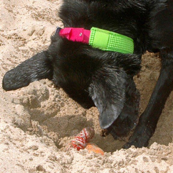 Hunde spielt im Sand