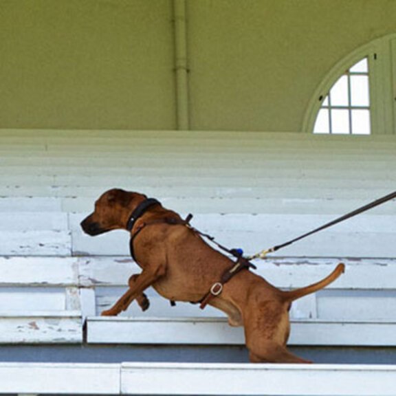 Hund geht die Treppe hoch